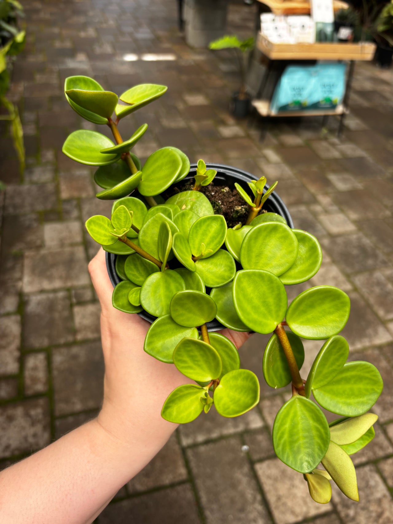 The Houseplant Hub