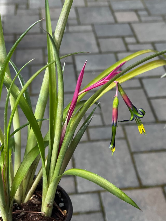 Queen's Tears Bromeliad | Small Sizes | The Houseplant Hub
