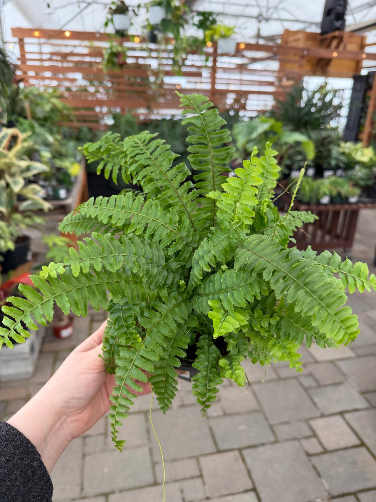 The Houseplant Hub