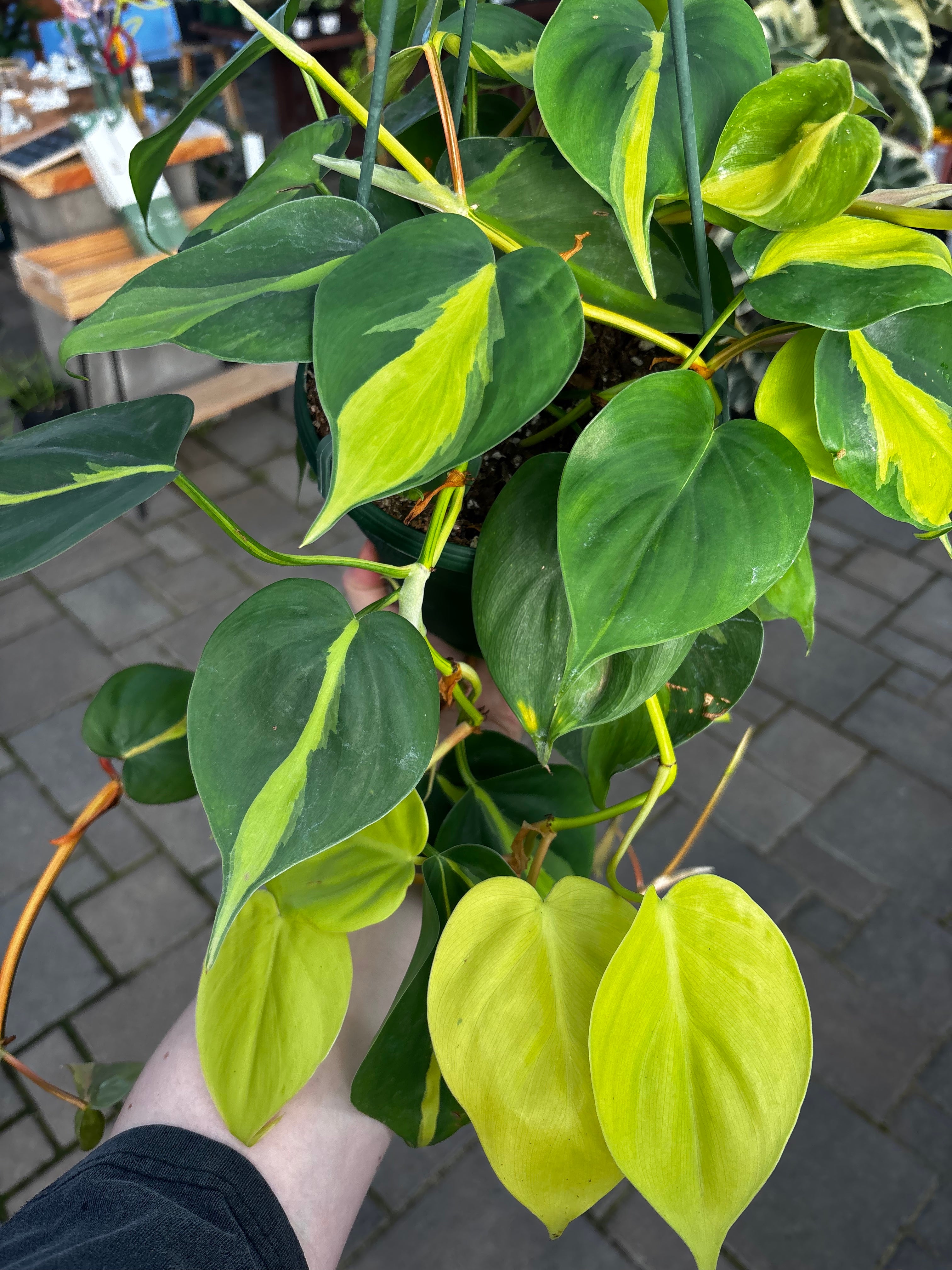Philodendron 'Brasil' | Small Sizes | The Houseplant Hub