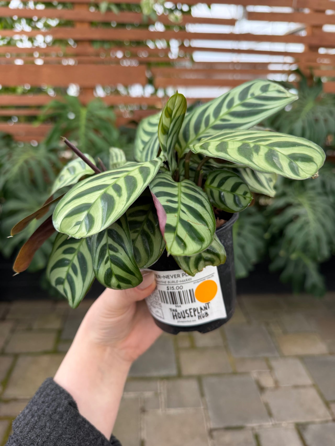 The Houseplant Hub