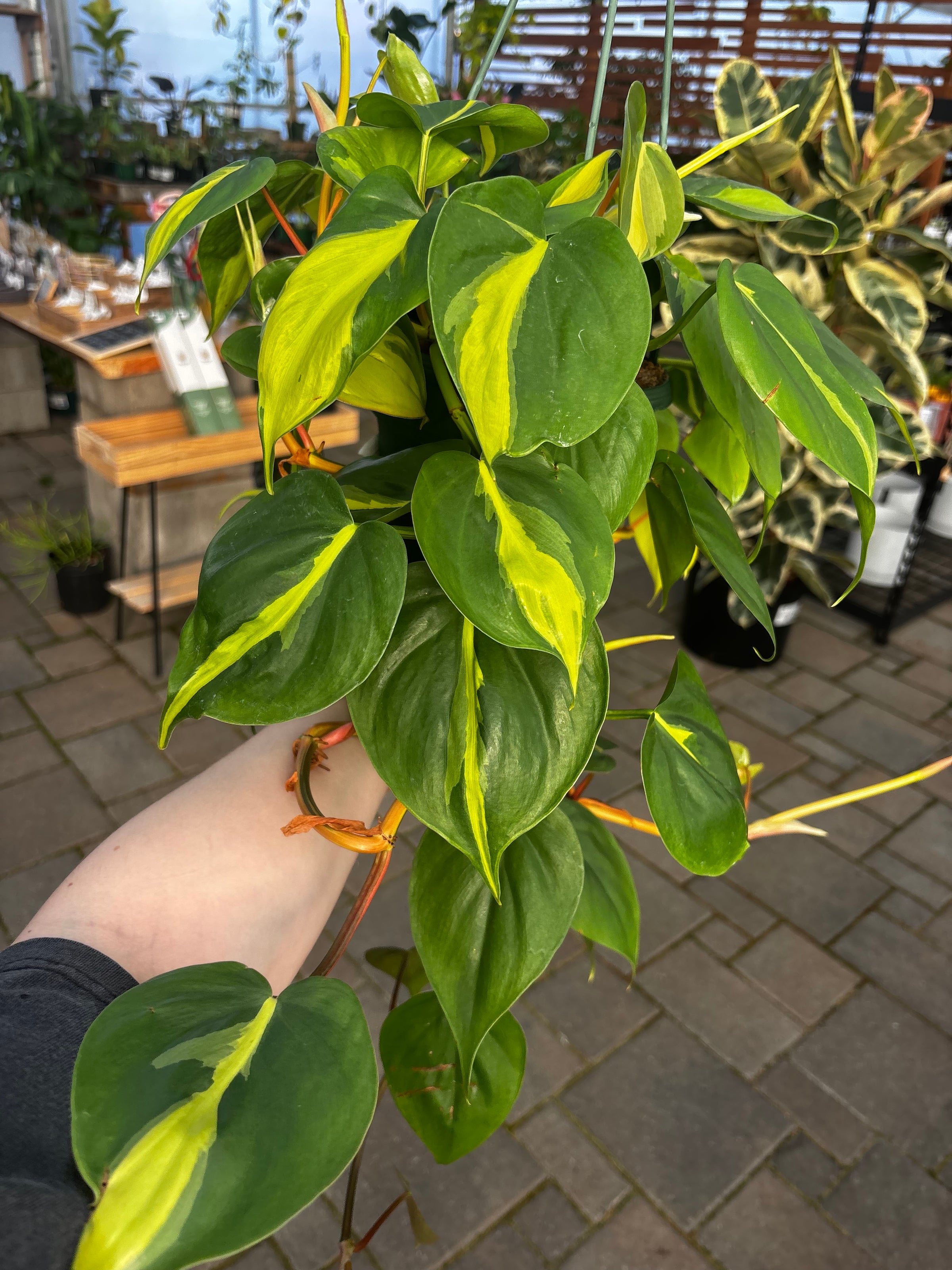 Philodendron 'Brasil' | Small Sizes | The Houseplant Hub