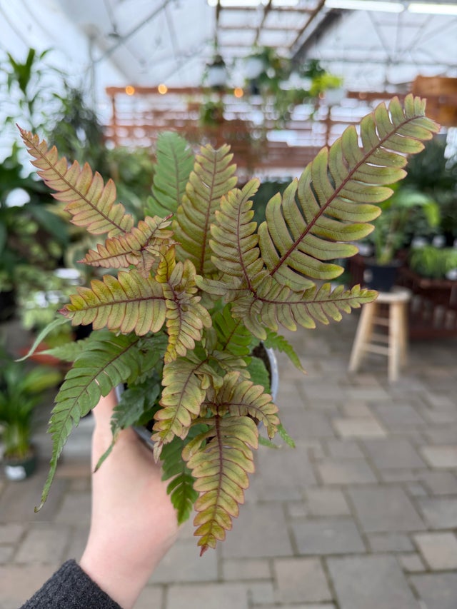 The Houseplant Hub