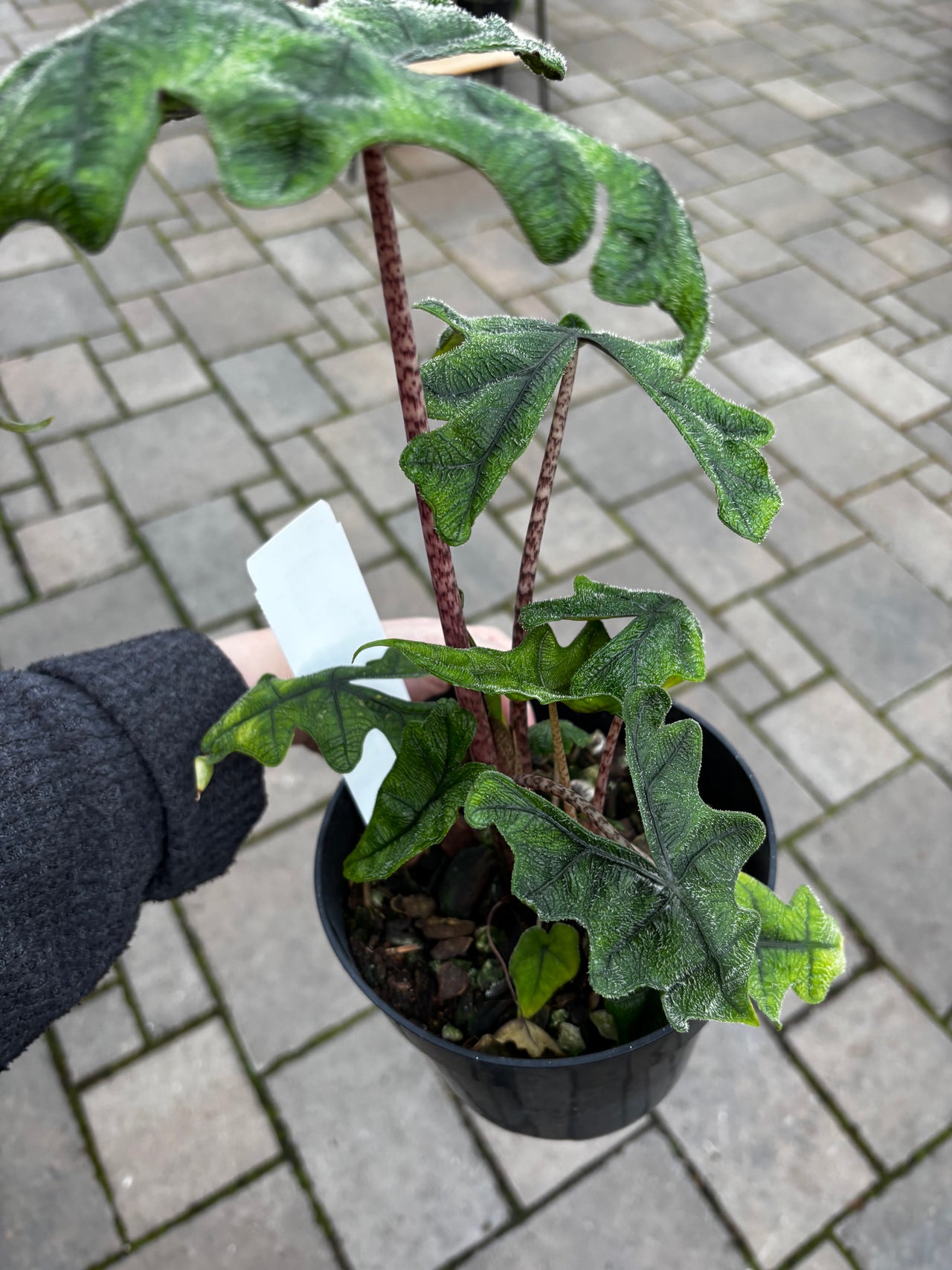 The Houseplant Hub