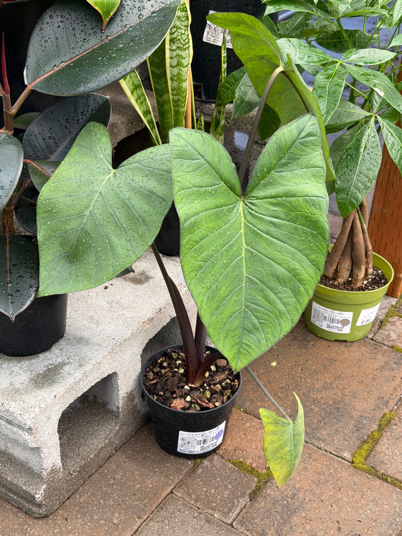 The Houseplant Hub