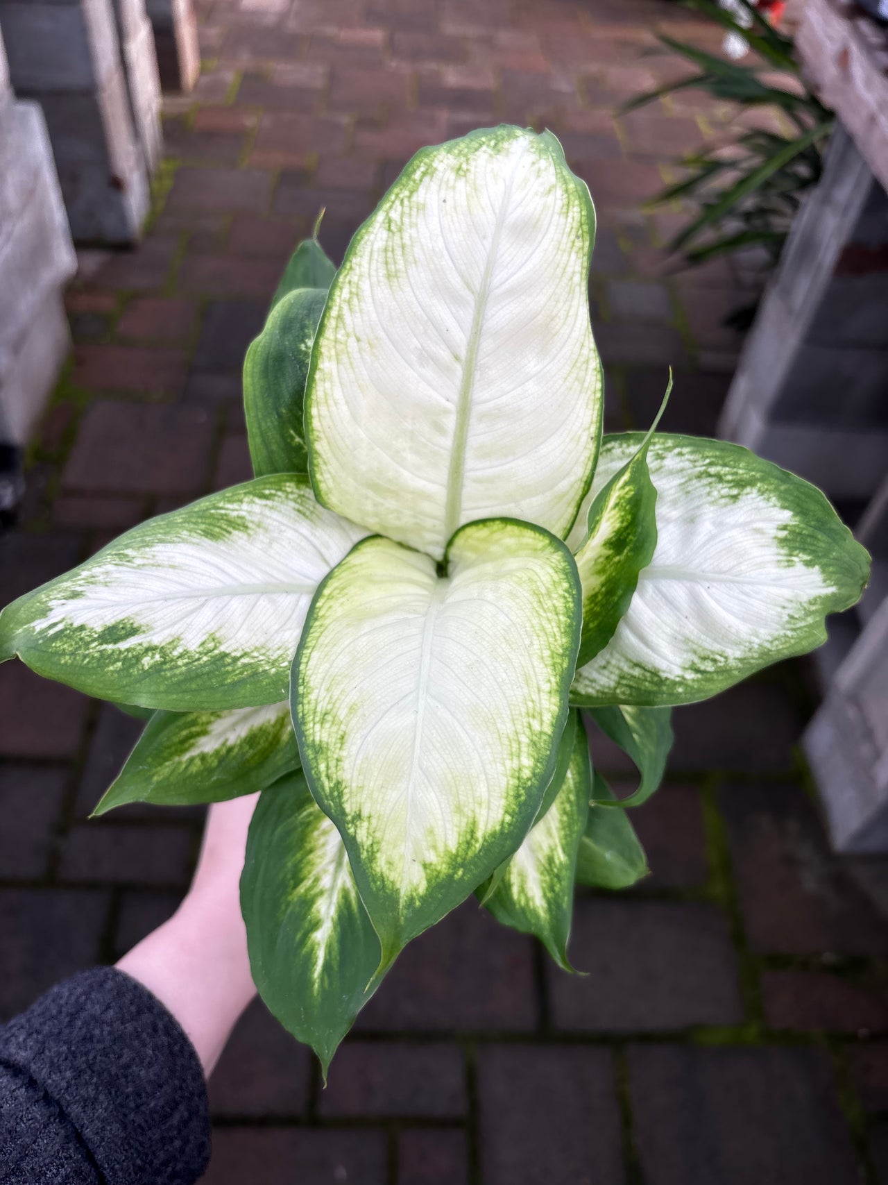 The Houseplant Hub