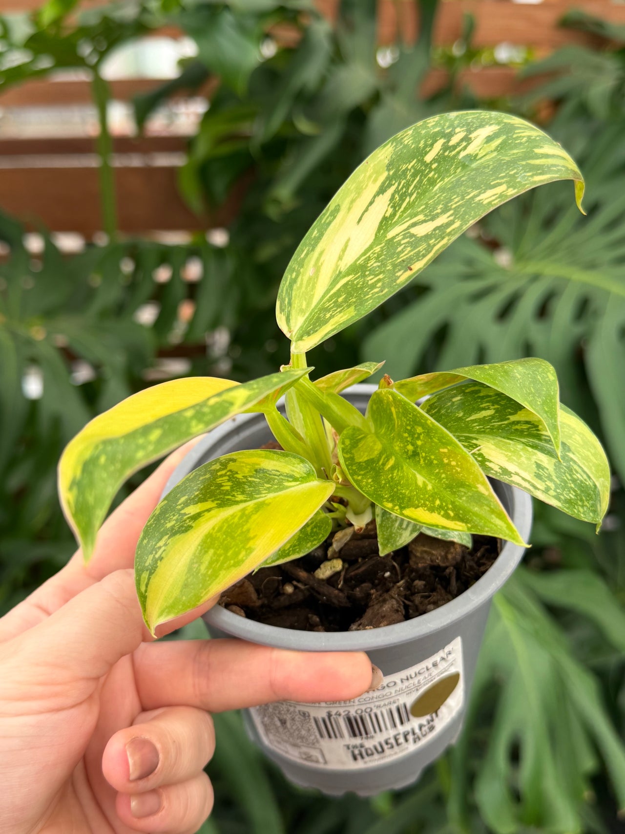 The Houseplant Hub
