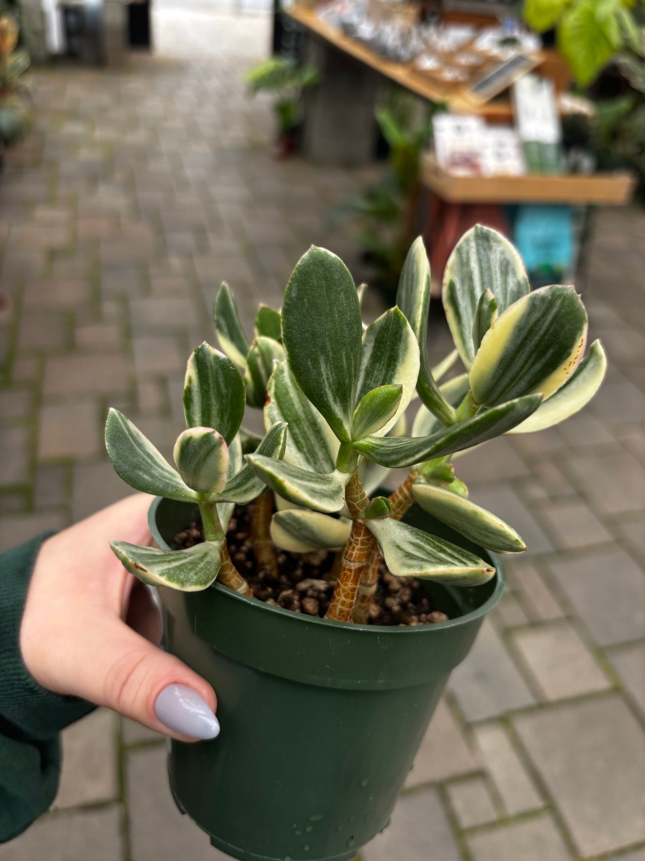 The Houseplant Hub