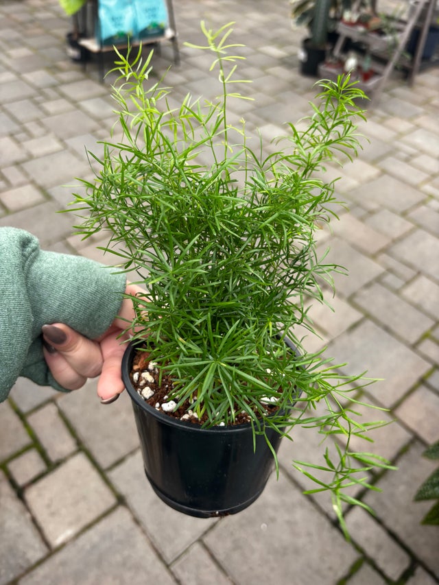 The Houseplant Hub