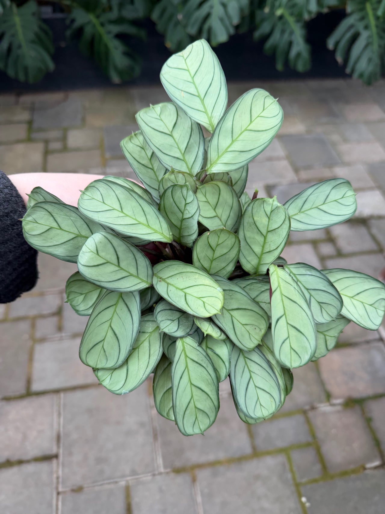【はるplants】 The Houseplant Hub