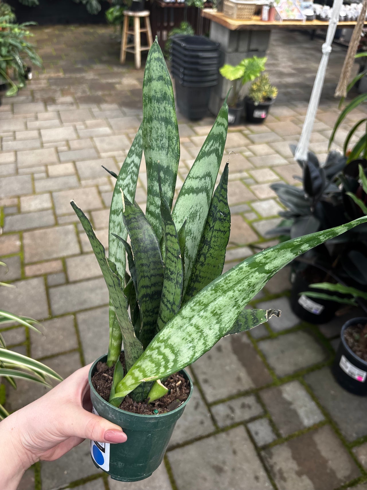 The Houseplant Hub