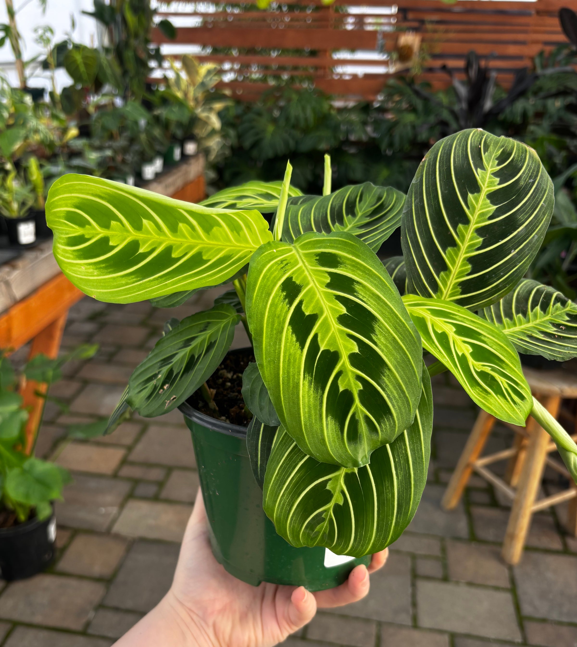 'Lemon Lime Maranta
