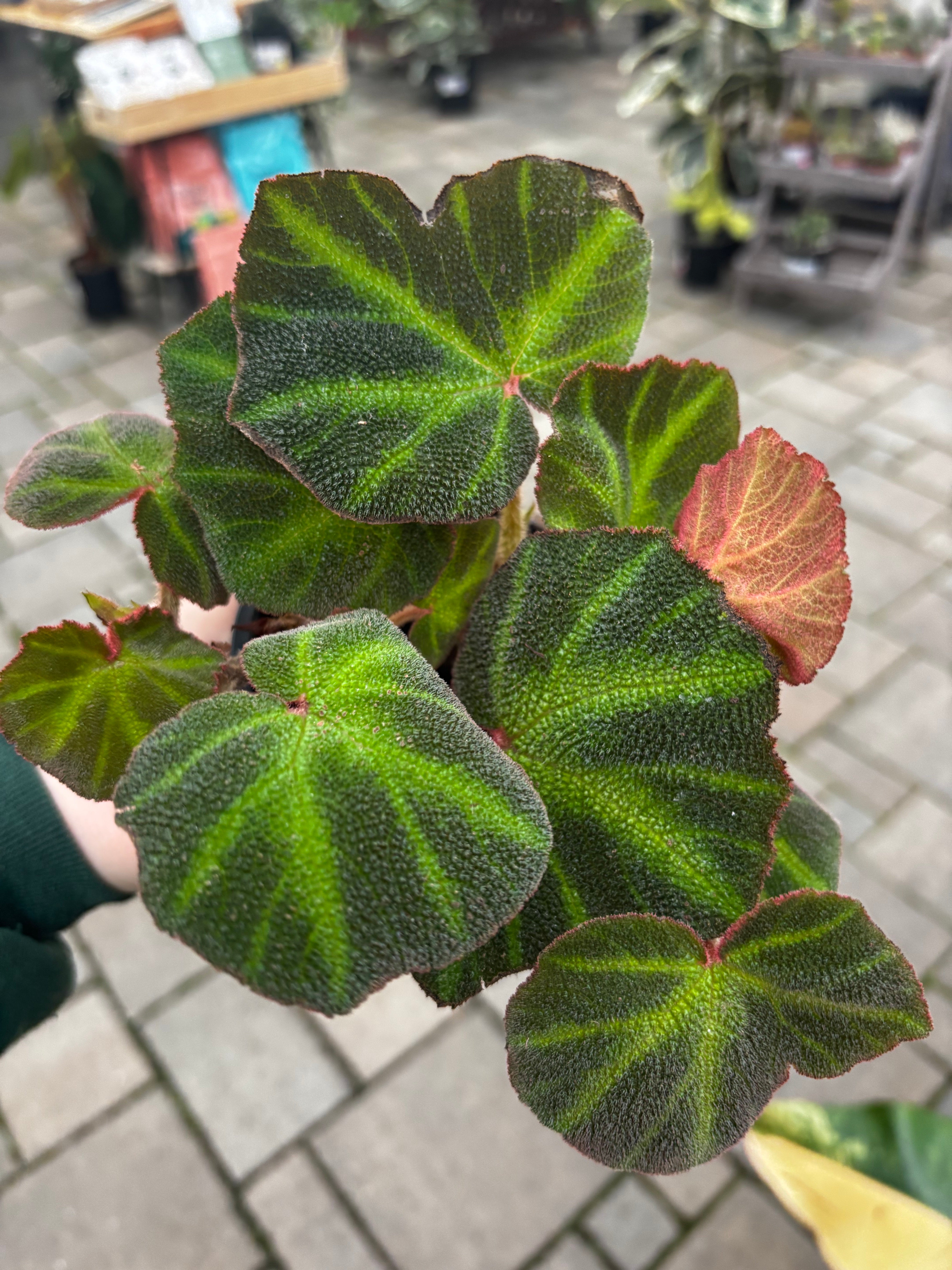 Sun-Changing Begonia | Small Sizes | The Houseplant Hub