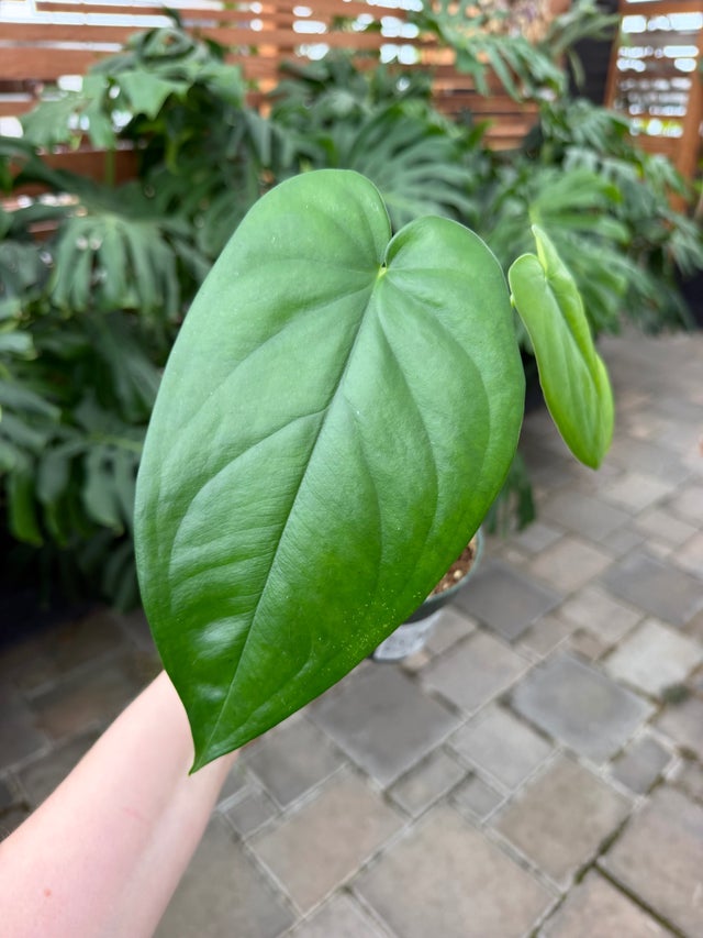 The Houseplant Hub